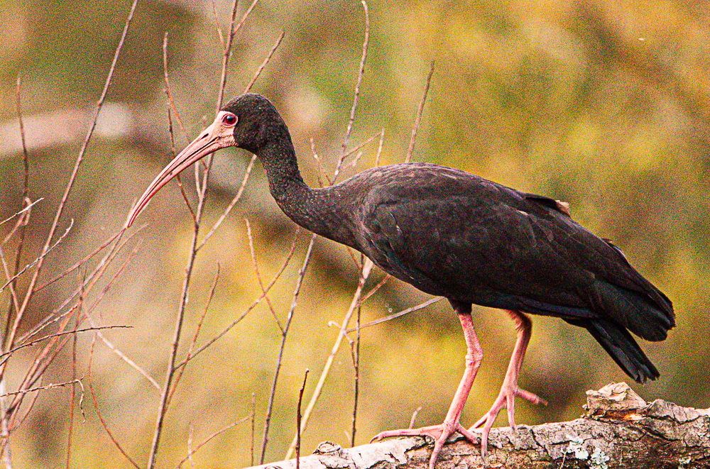 rødmaskeibis - ML643601305