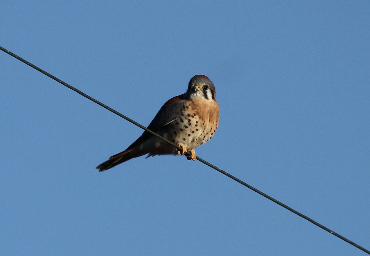 American Kestrel - ML643601309