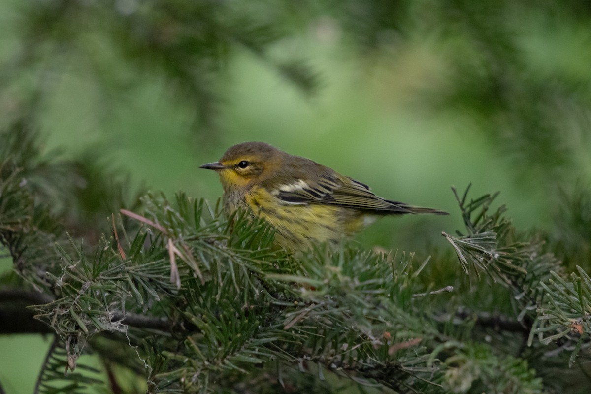 Cape May Warbler - ML643601325