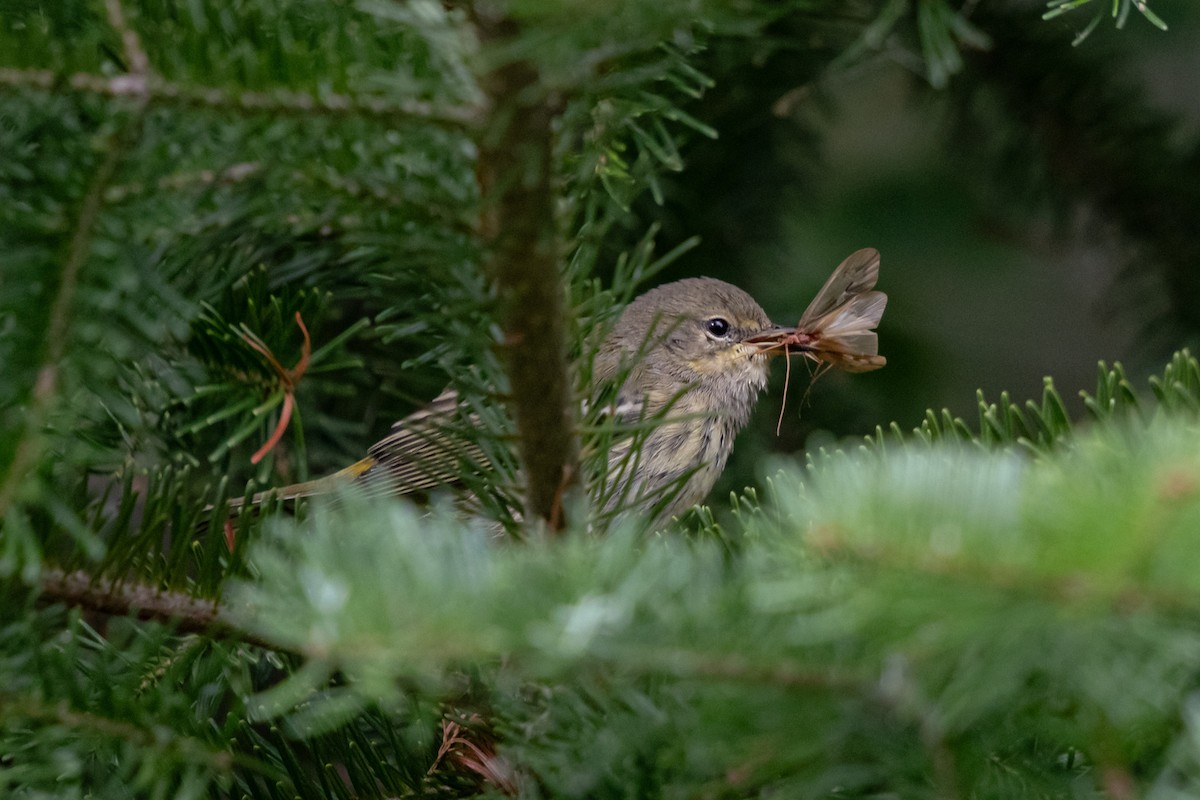 Cape May Warbler - ML643601326
