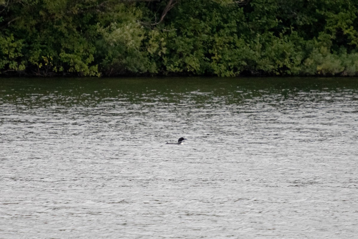 Common Loon - ML643601329