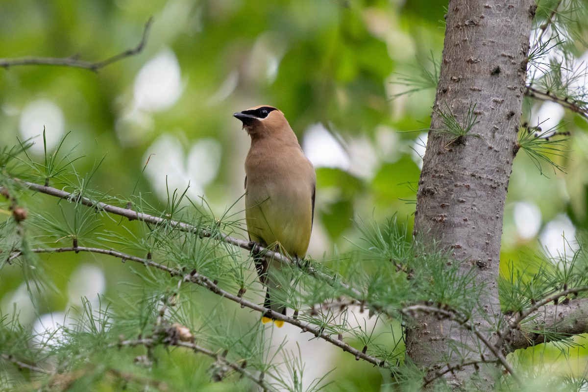 Cedar Waxwing - ML643601340