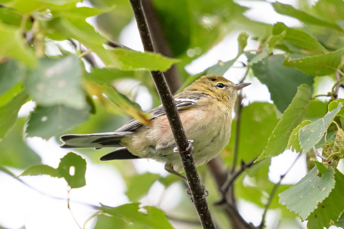 Bay-breasted Warbler - ML643601348