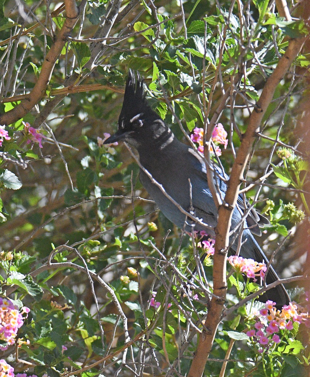 Стеллерова сойка - ML643601349