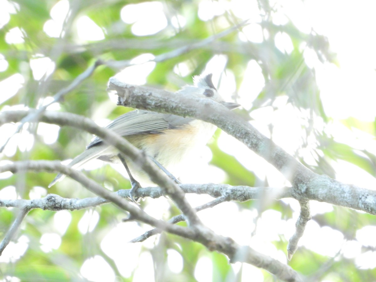 Black-crested Titmouse - ML643601351