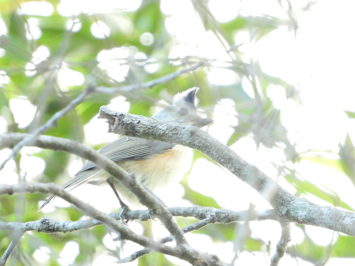 Black-crested Titmouse - ML643601352