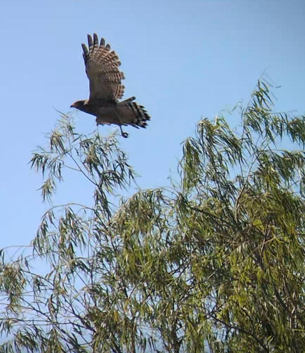 Roadside Hawk - ML643601353