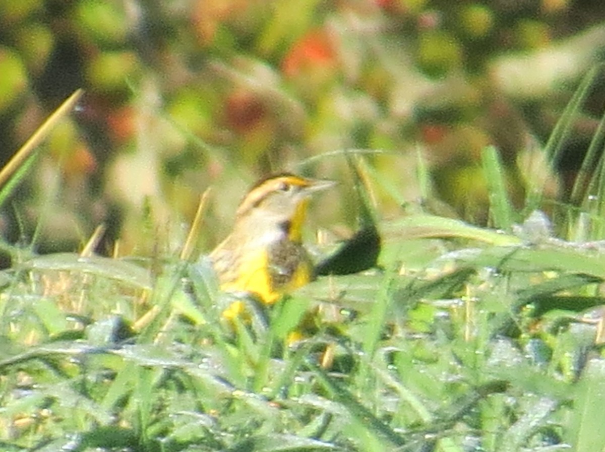 Eastern Meadowlark - ML643601354