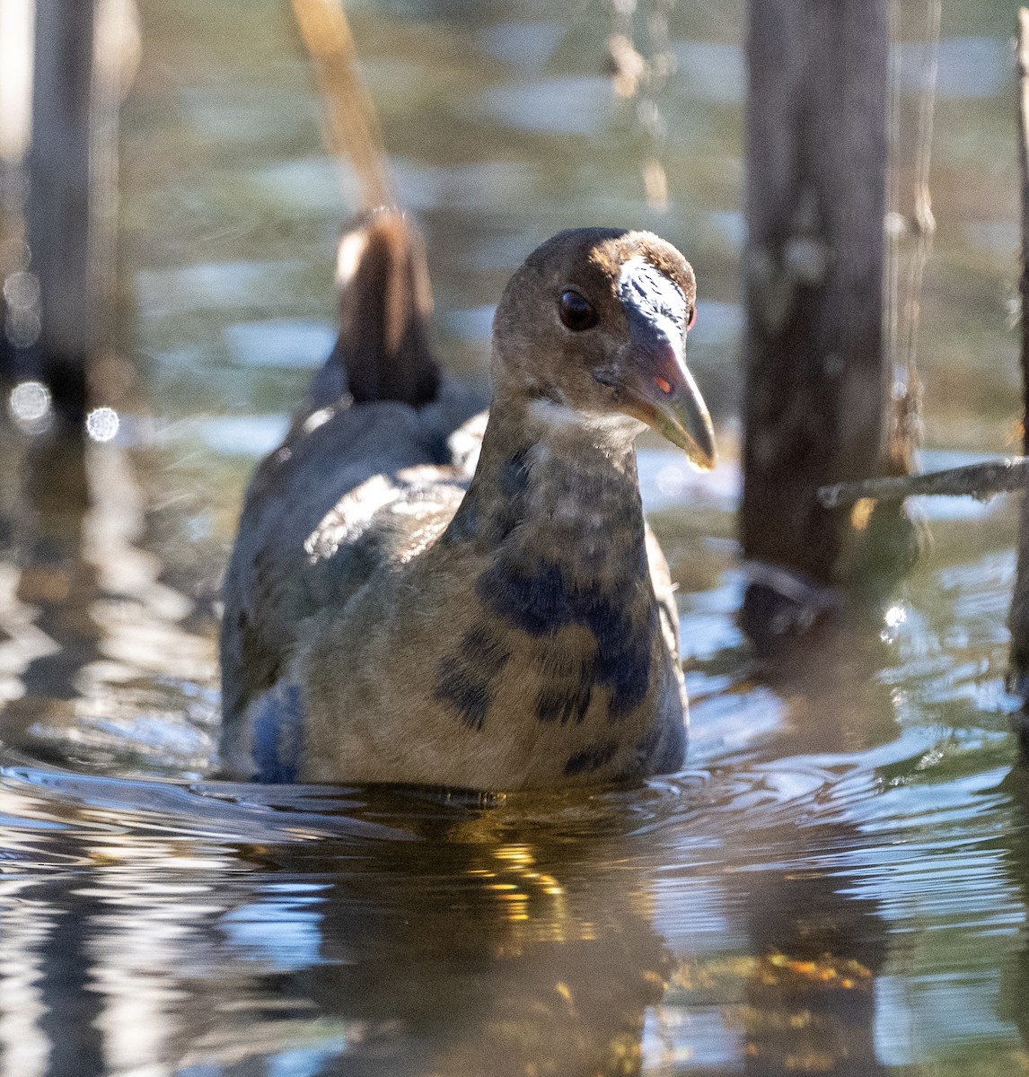 Purple Gallinule - ML643601359