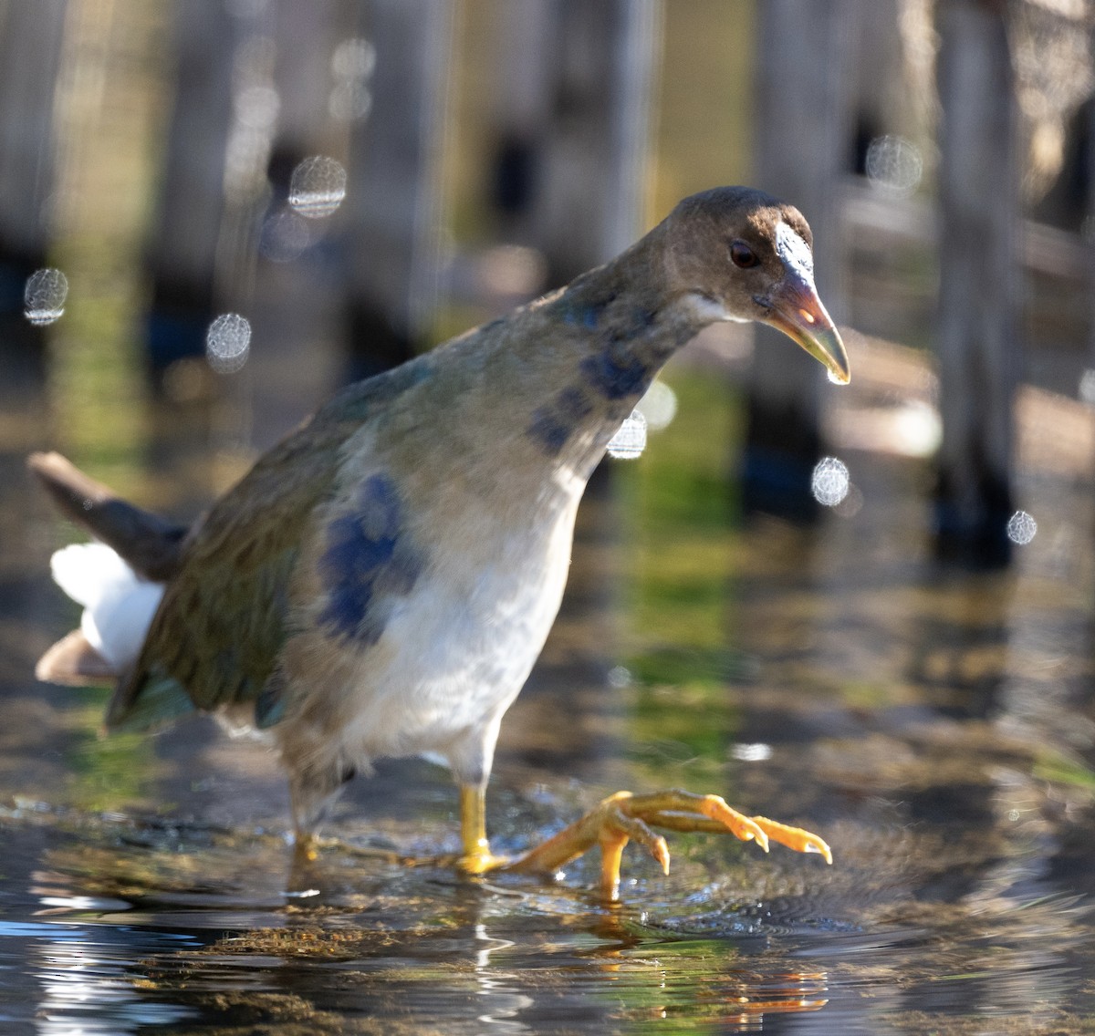 Purple Gallinule - ML643601361