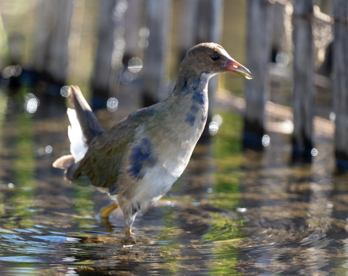 Purple Gallinule - ML643601362