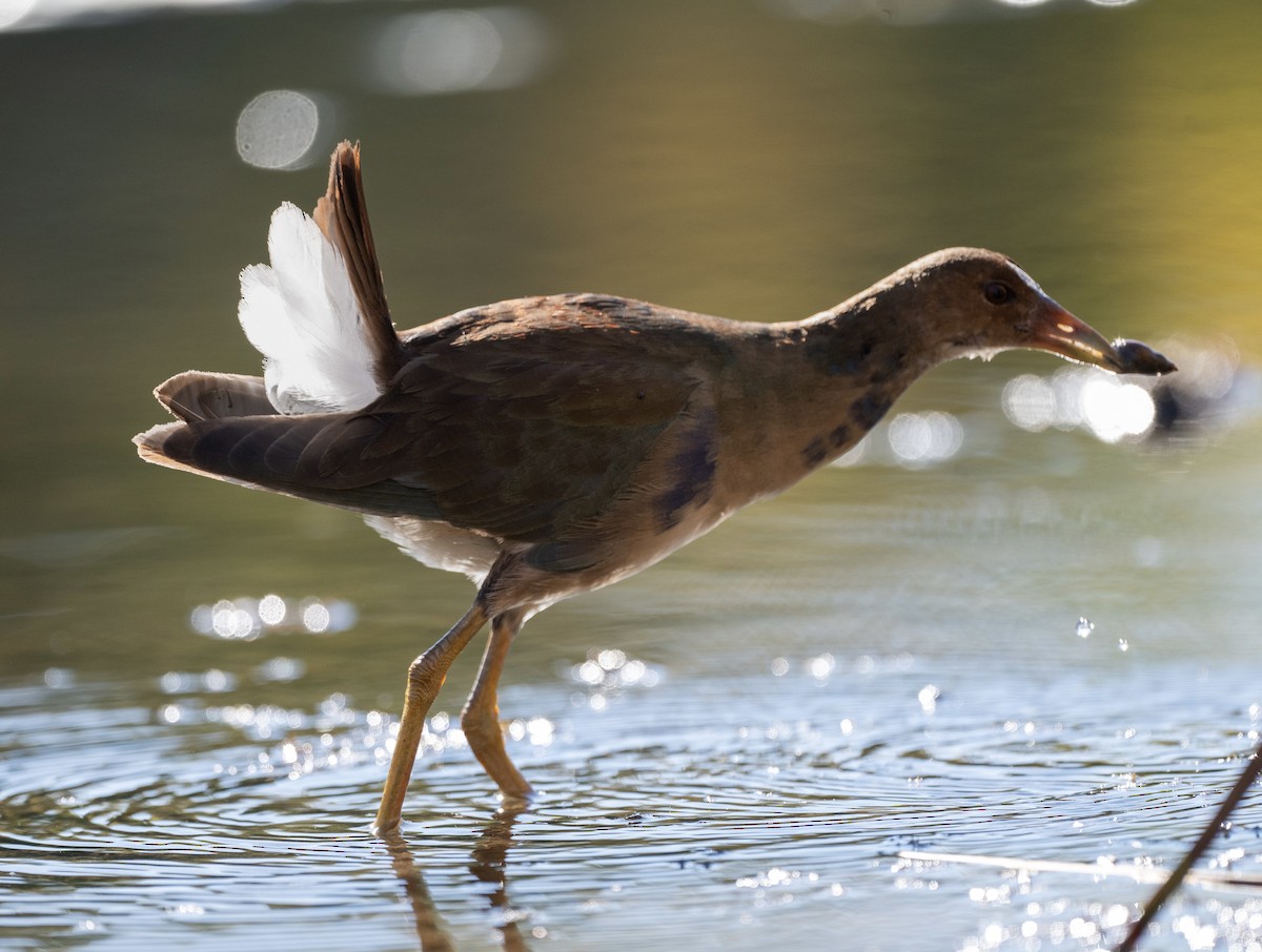 Purple Gallinule - ML643601363