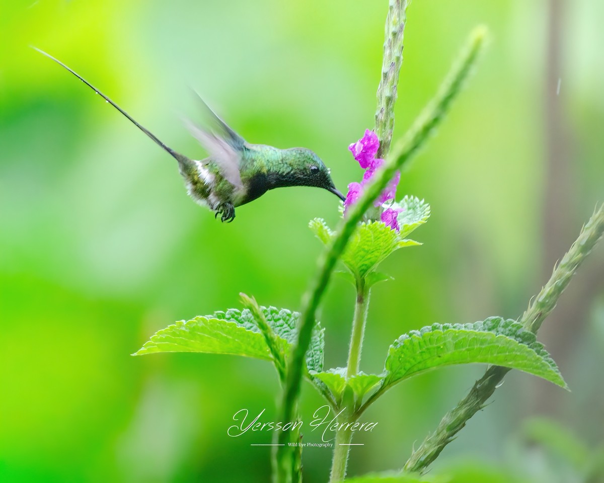 Black-bellied Thorntail - ML643601366
