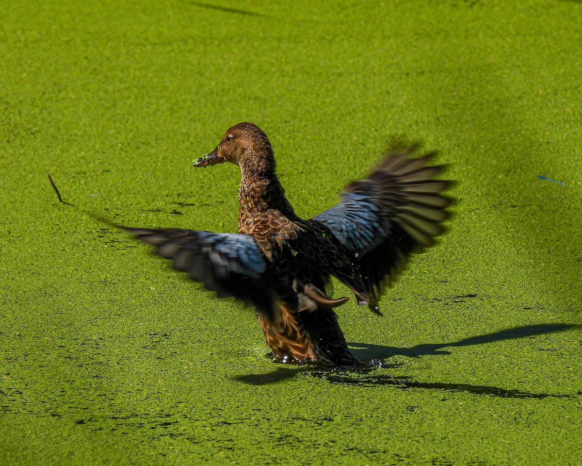 Cinnamon Teal - ML643601372