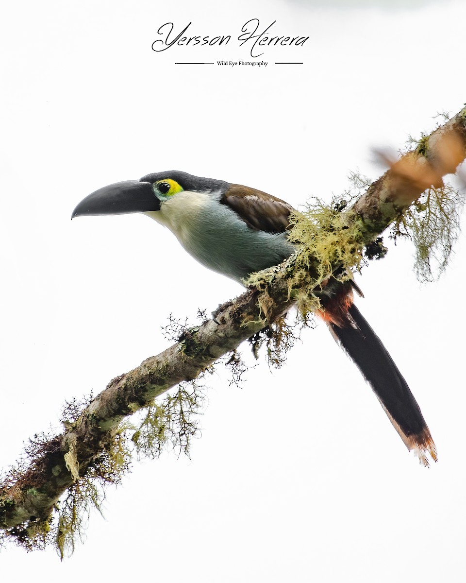 Black-billed Mountain-Toucan - ML643601382