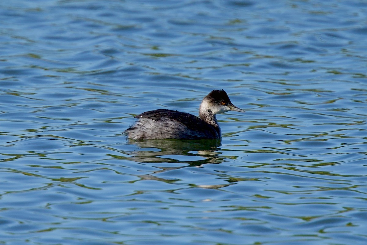 Eared Grebe - ML643601405