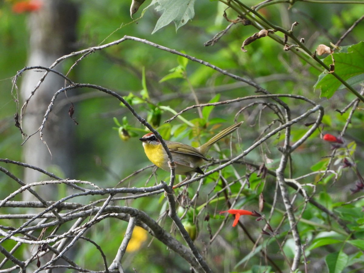 Rufous-capped Warbler - ML643601407