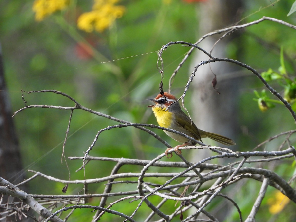 Rufous-capped Warbler - ML643601408