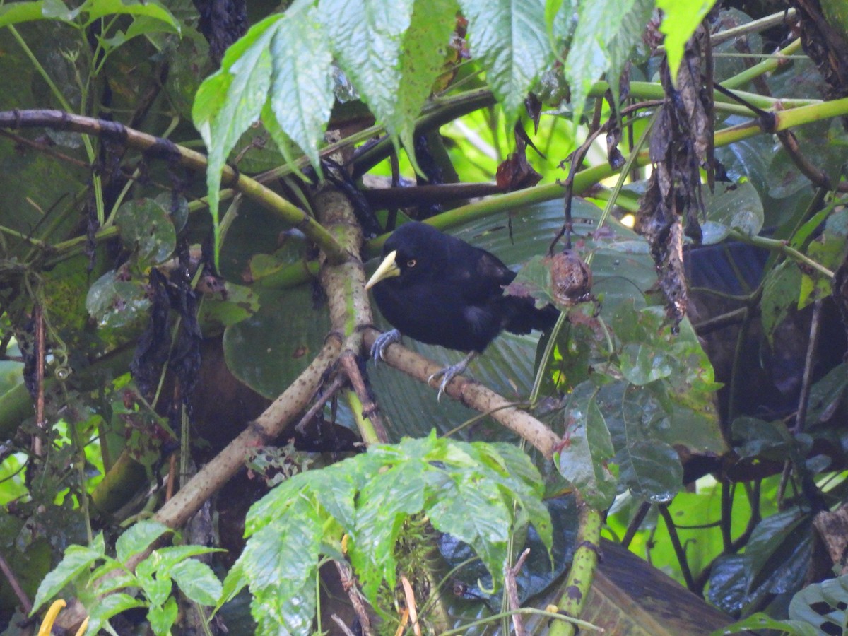 Yellow-billed Cacique - ML643601409