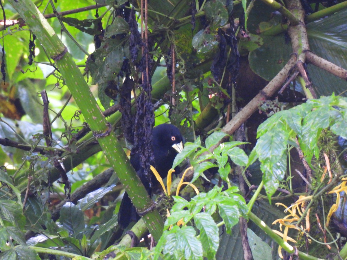 Yellow-billed Cacique - ML643601410