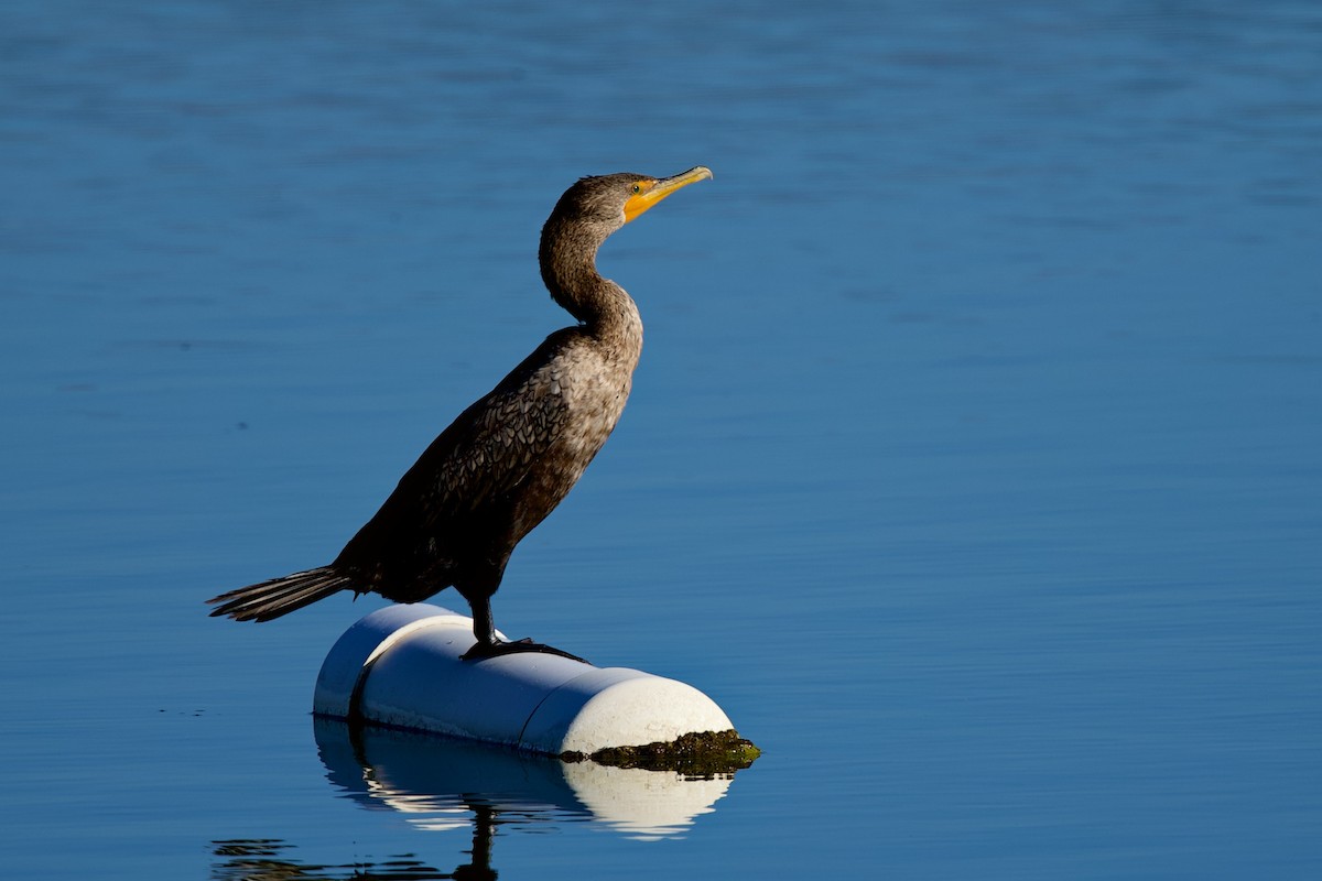Double-crested Cormorant - ML643601418