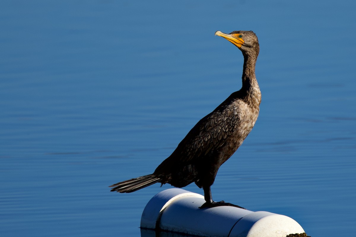Double-crested Cormorant - ML643601419