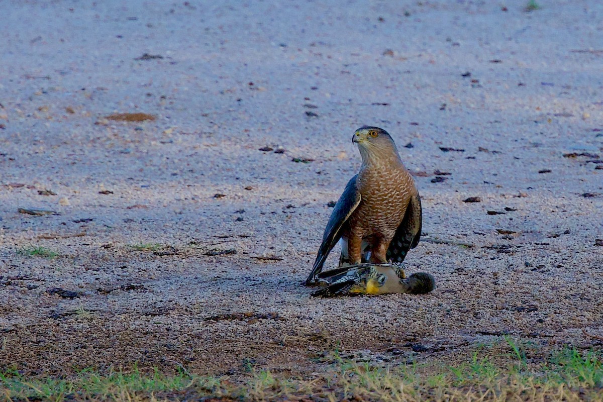 Cooper's Hawk - ML643601449