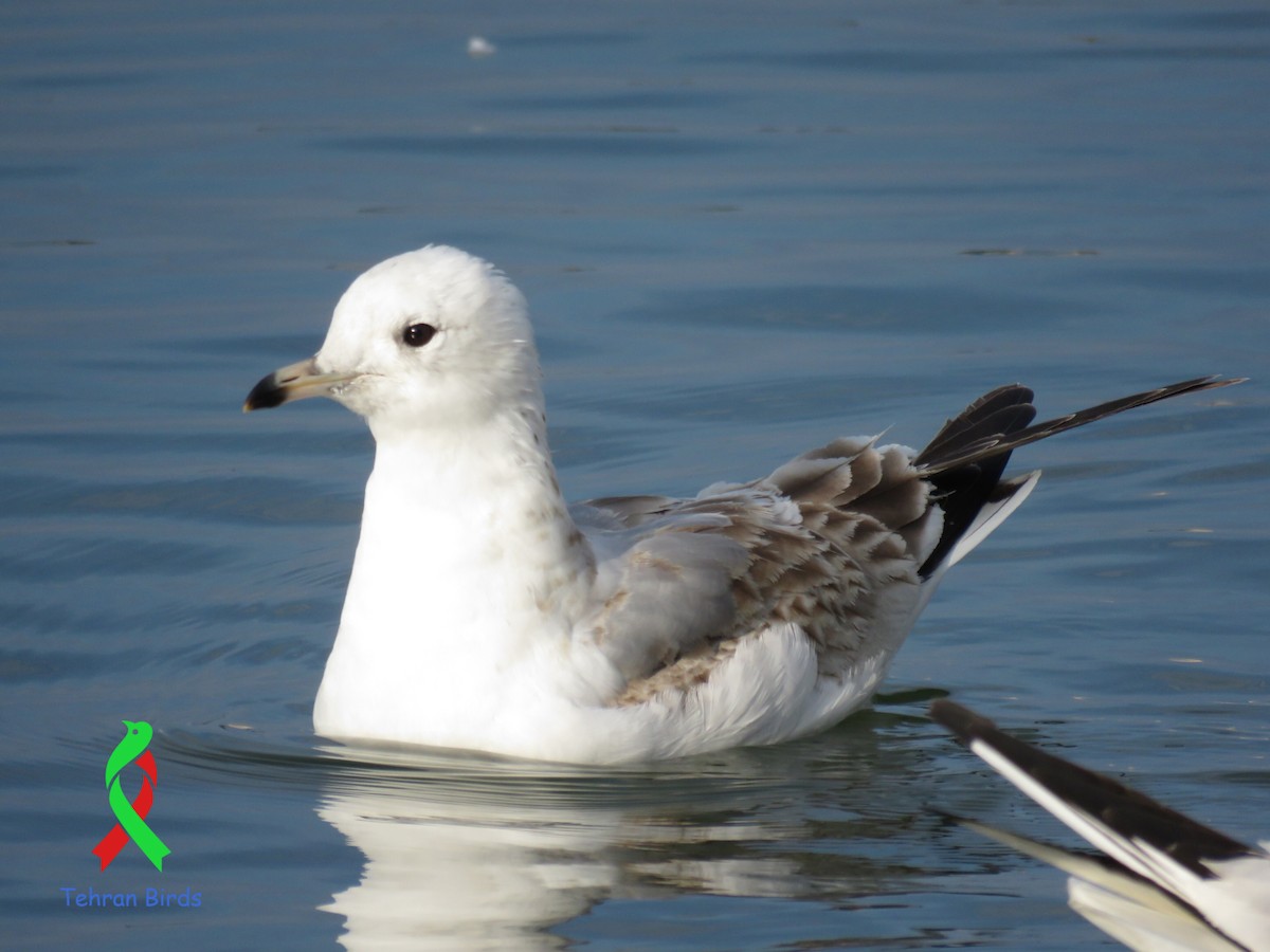 Common Gull (Russian) - ML643601452