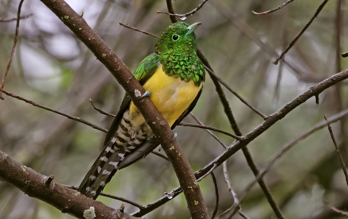 African Emerald Cuckoo - ML643601454