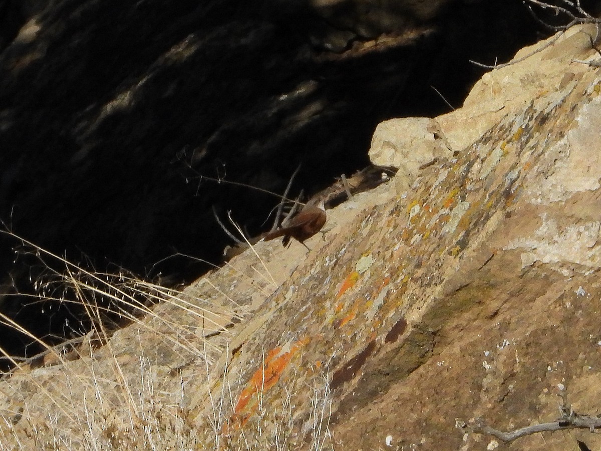 Canyon Wren - ML643601465