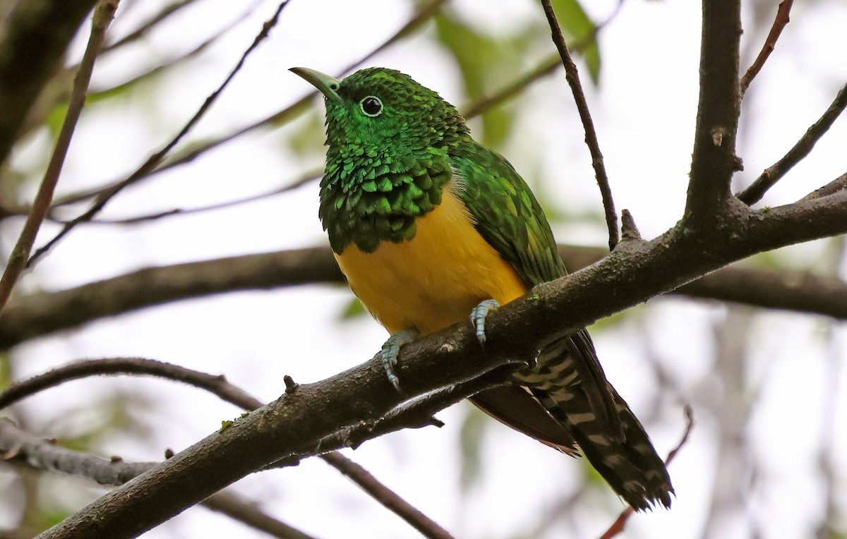 African Emerald Cuckoo - ML643601468
