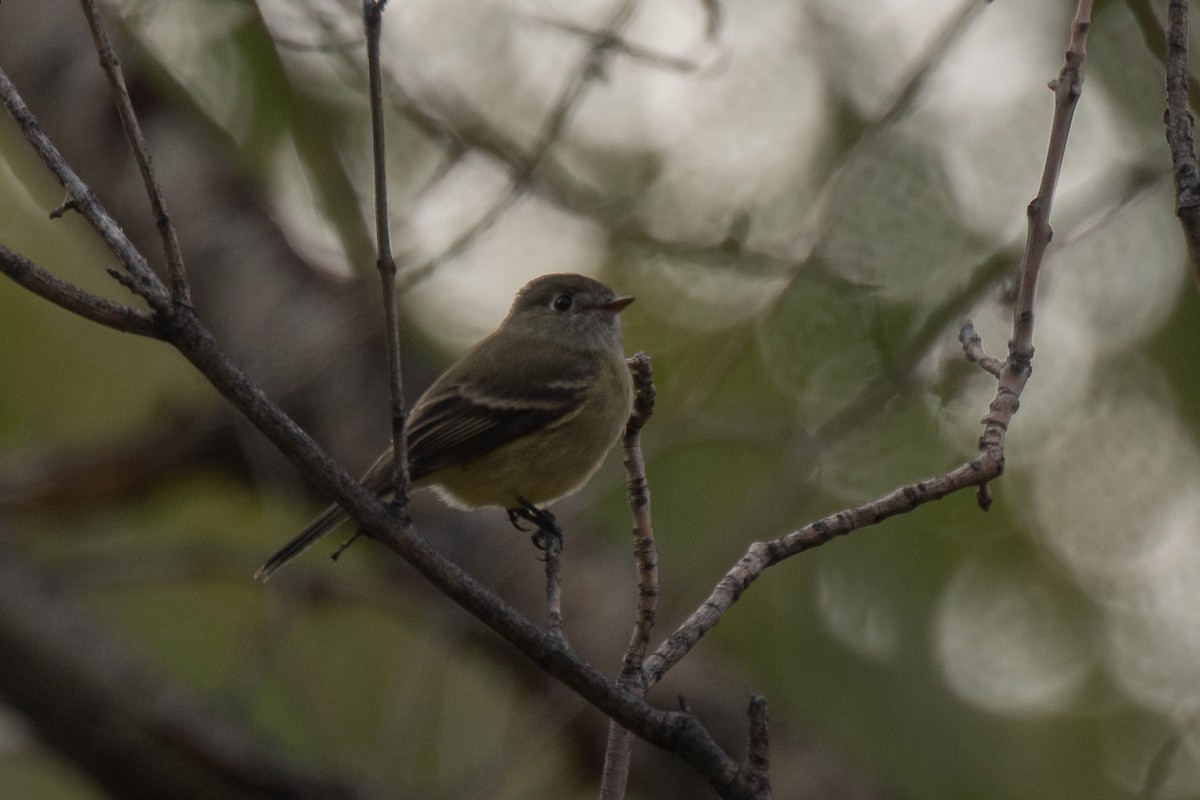 Hammond's Flycatcher - ML643601472