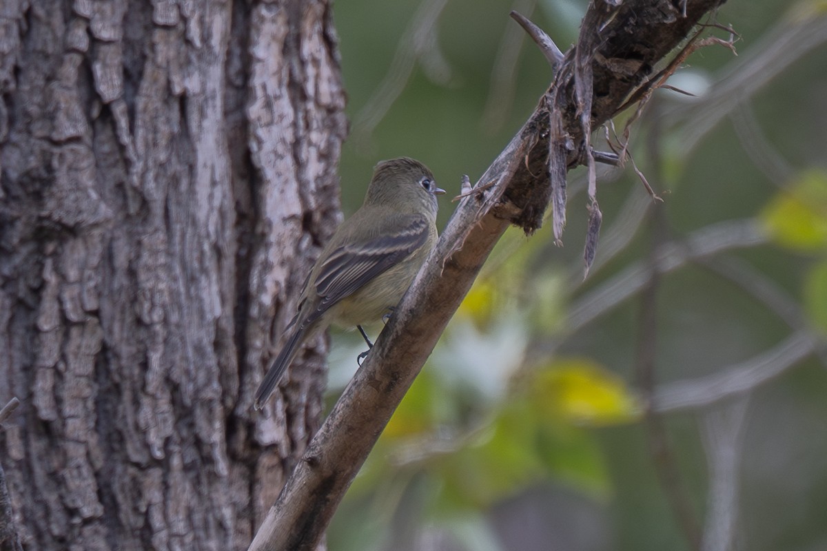 Hammond's Flycatcher - ML643601473
