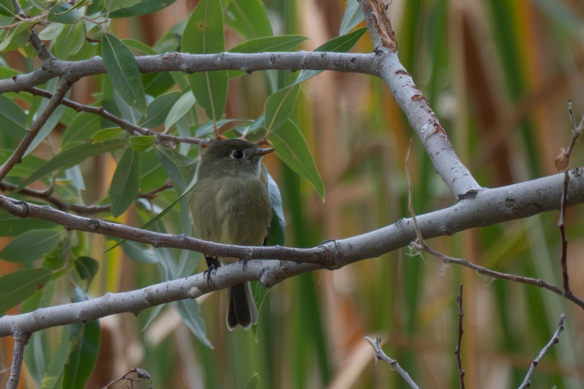 Hammond's Flycatcher - ML643601474