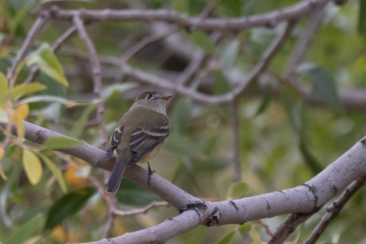 Hammond's Flycatcher - ML643601475