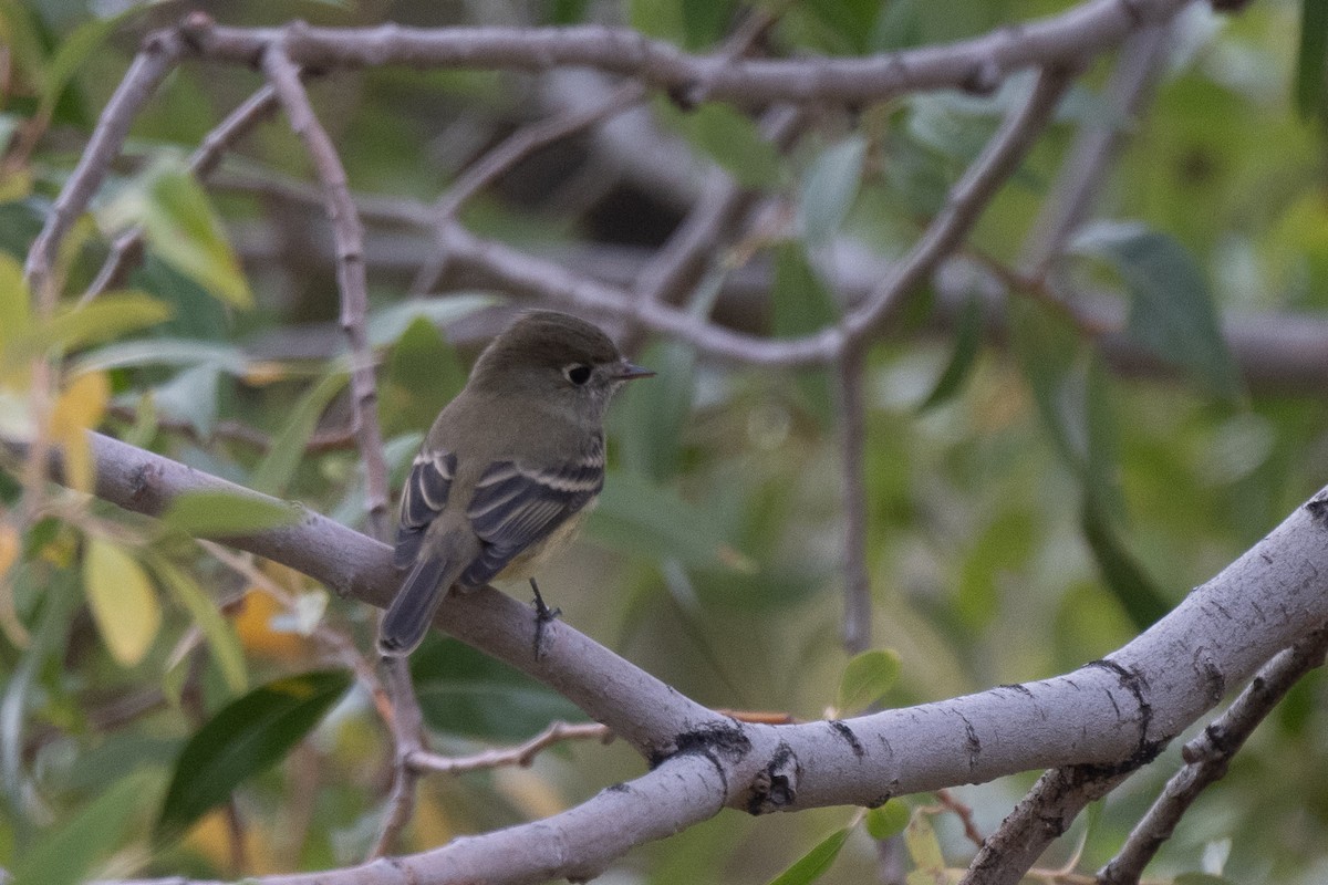 Hammond's Flycatcher - ML643601476