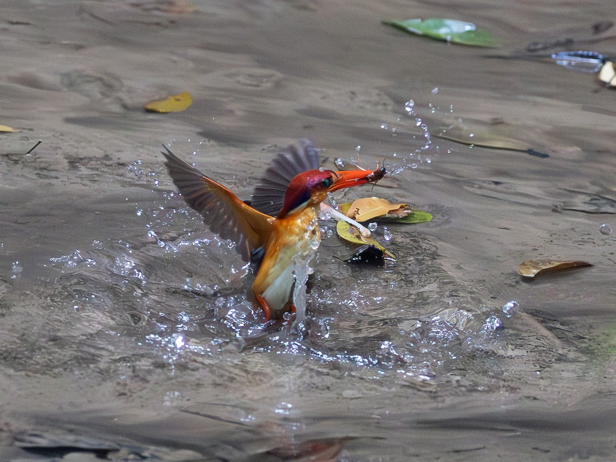 Black-backed Dwarf-Kingfisher - ML643601478