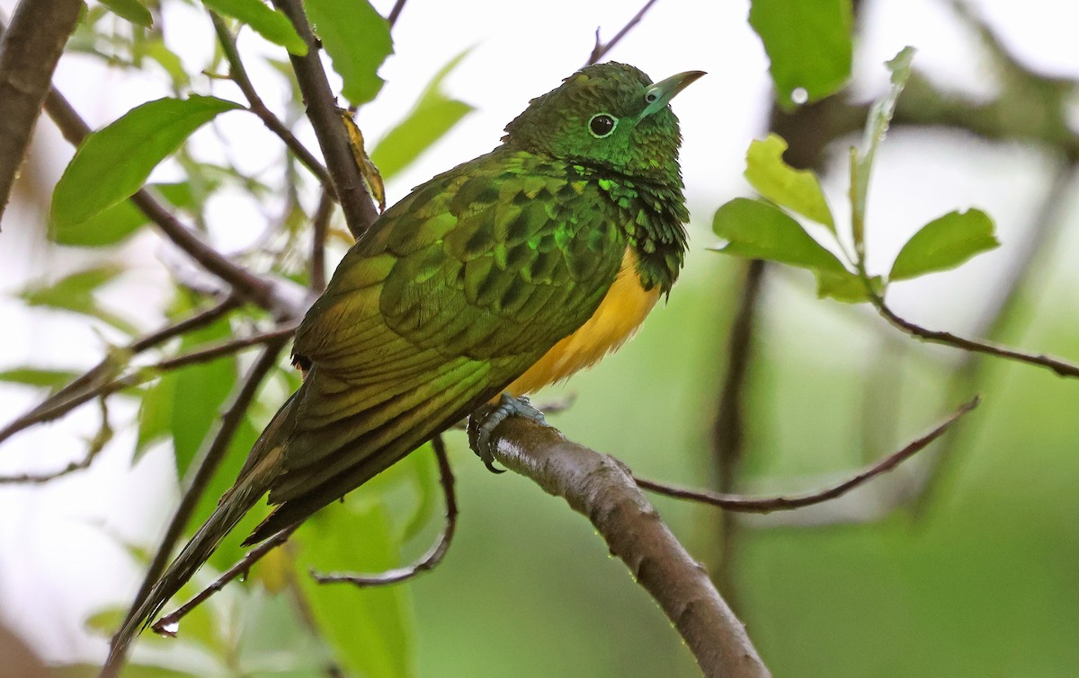 African Emerald Cuckoo - ML643601479