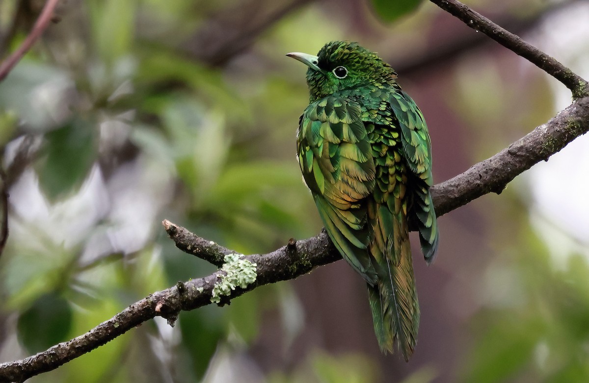 African Emerald Cuckoo - ML643601481
