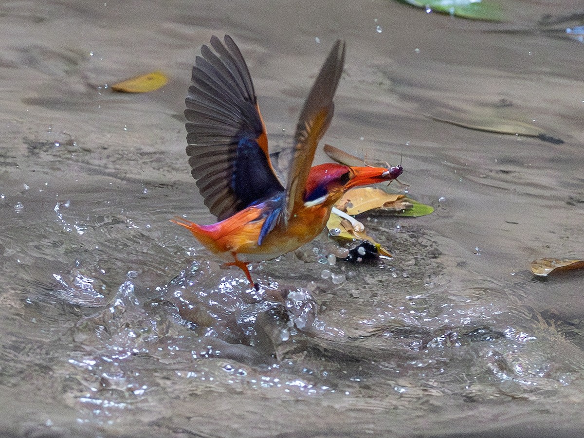 Black-backed Dwarf-Kingfisher - ML643601488