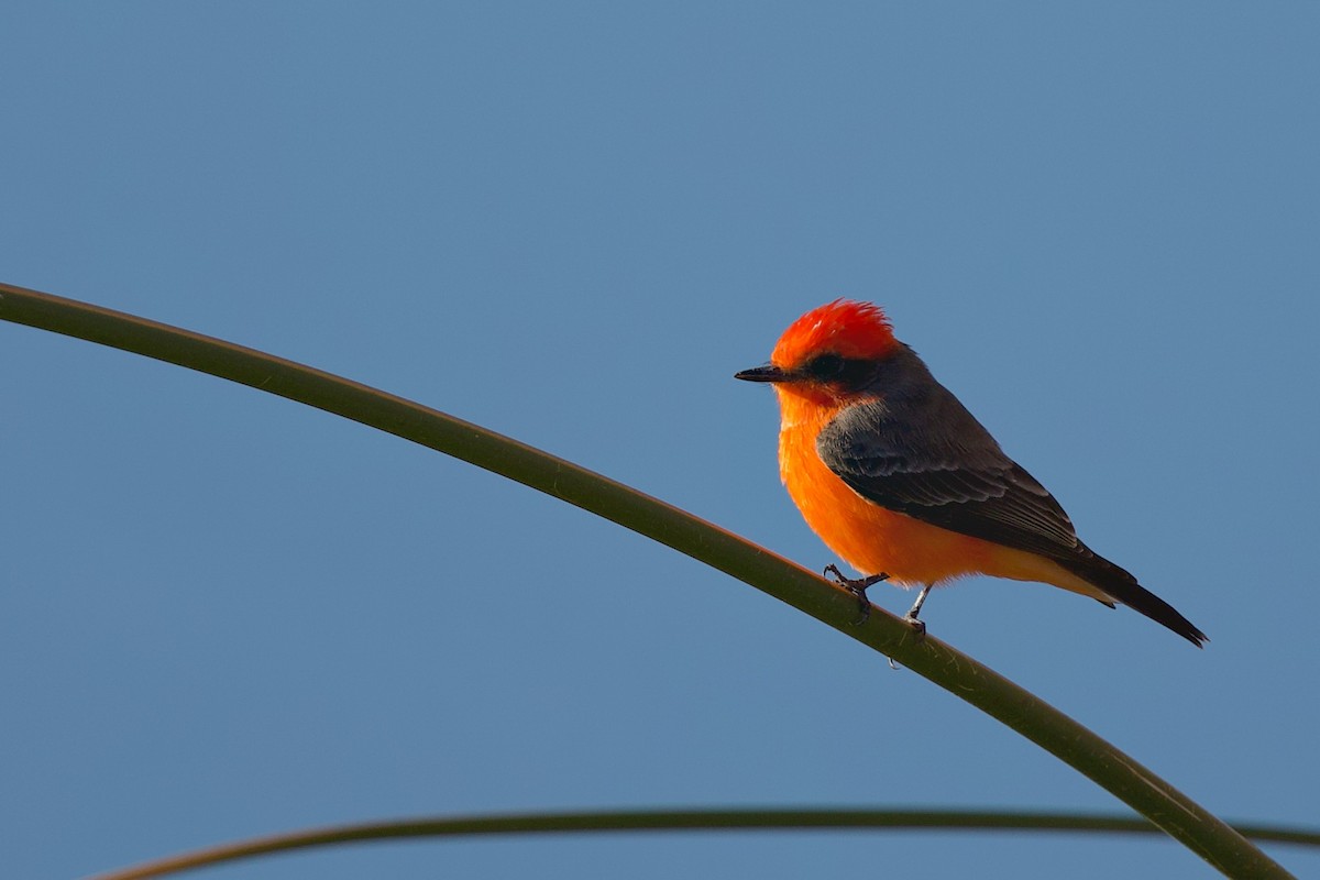 Vermilion Flycatcher - ML643601492