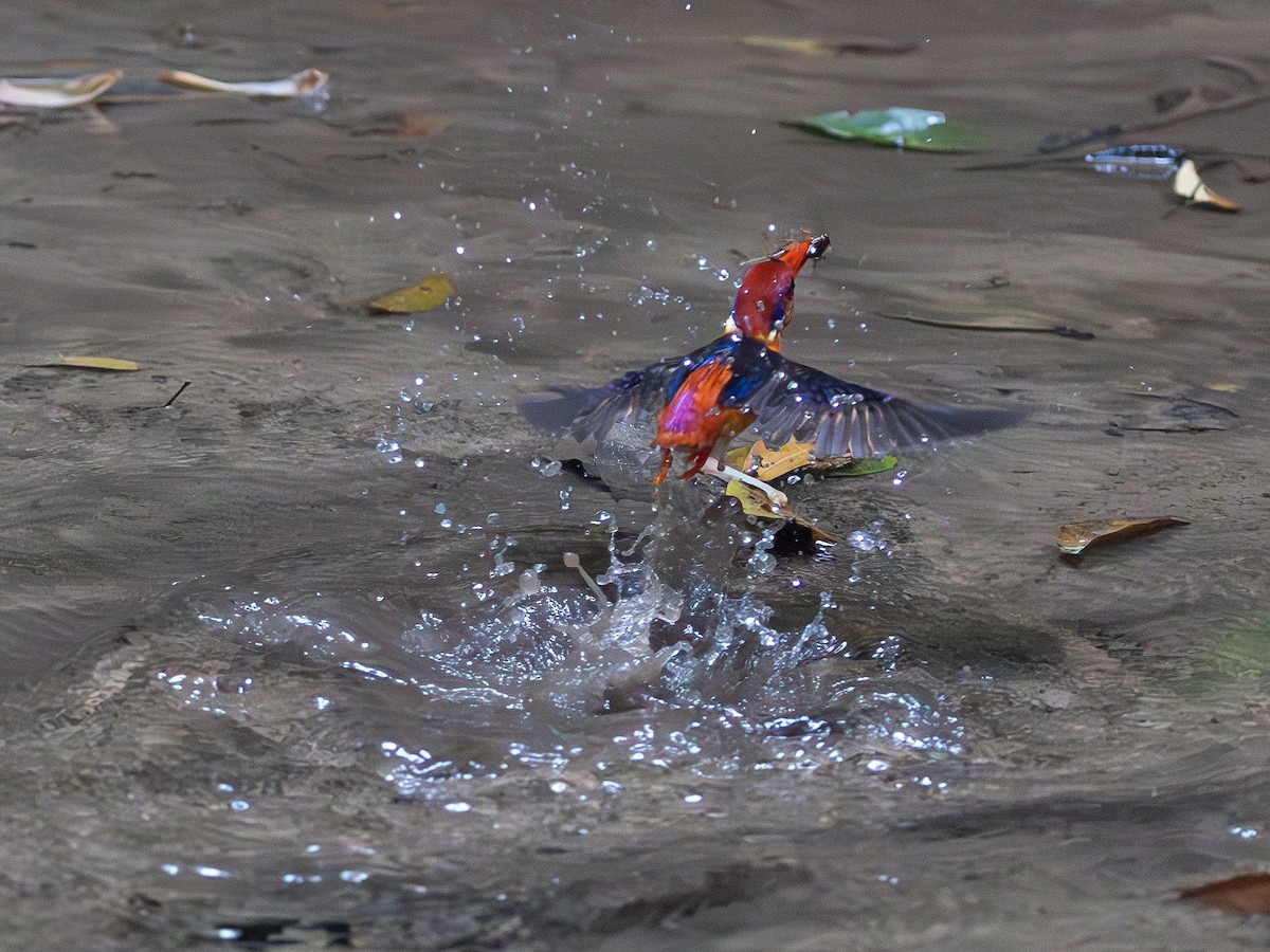 Black-backed Dwarf-Kingfisher - ML643601494