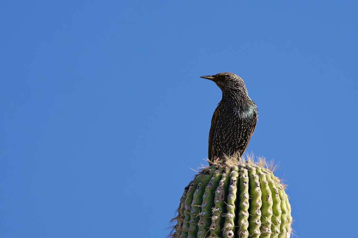 European Starling - ML643601497