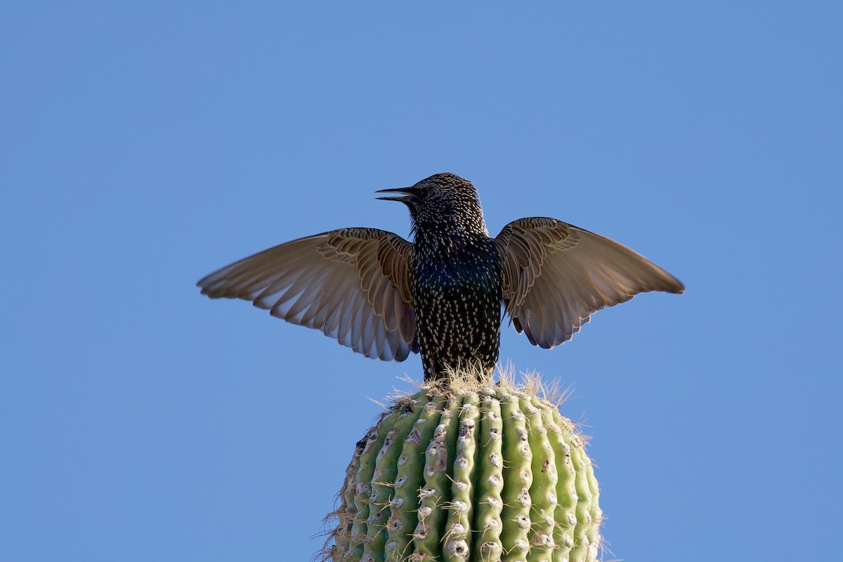 European Starling - ML643601498