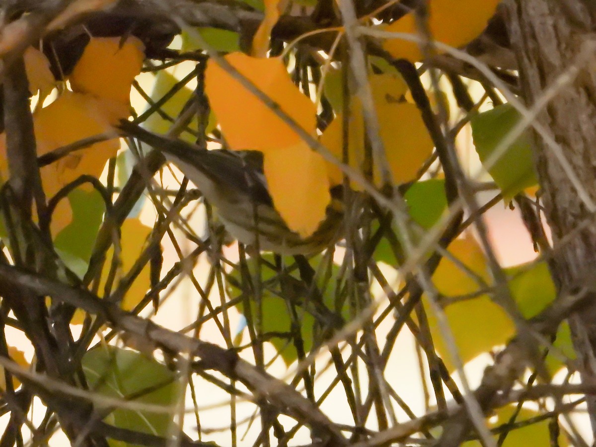 Townsend's Warbler - ML643601499