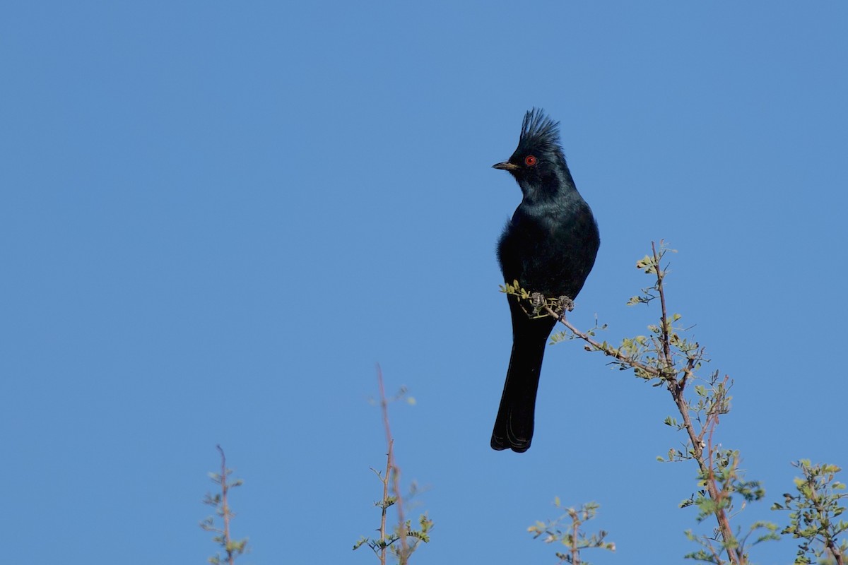 Phainopepla - ML643601502