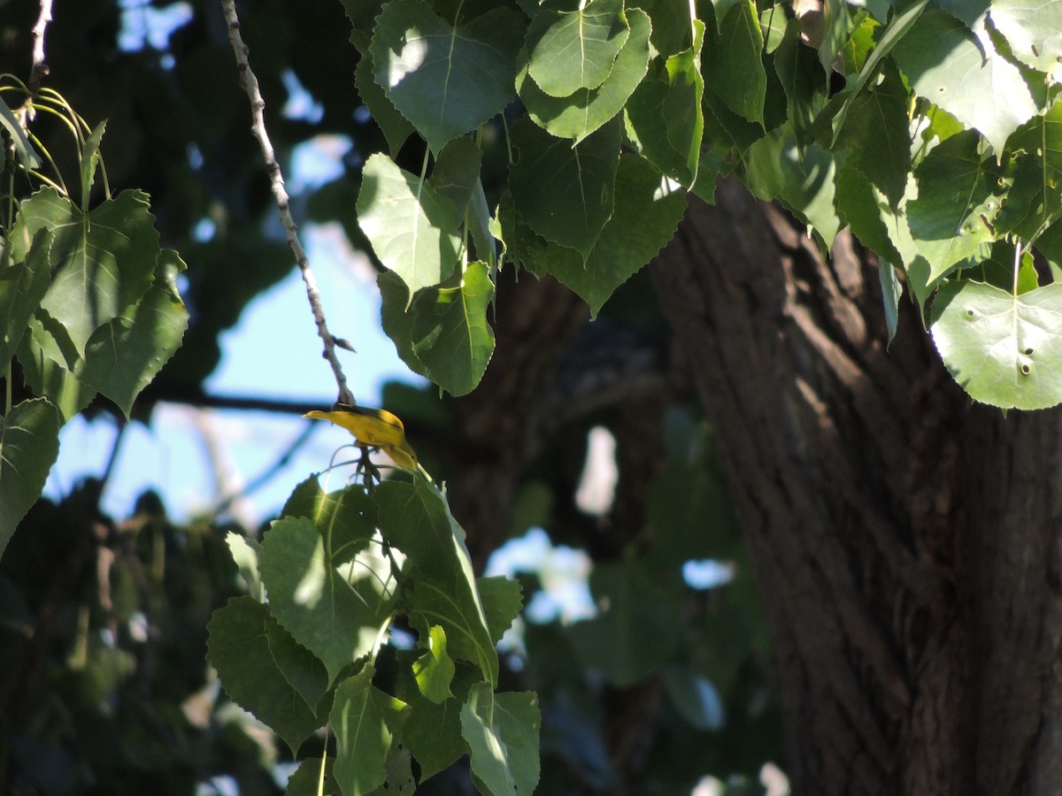 Yellow Warbler - ML64360151