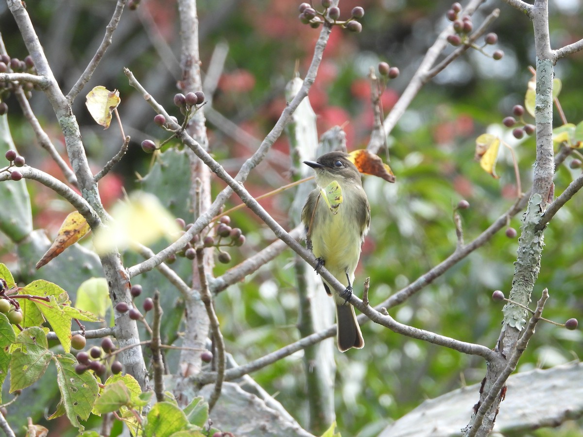 Eastern Phoebe - ML643601513
