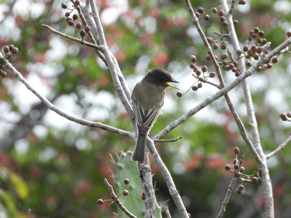 Eastern Phoebe - ML643601514
