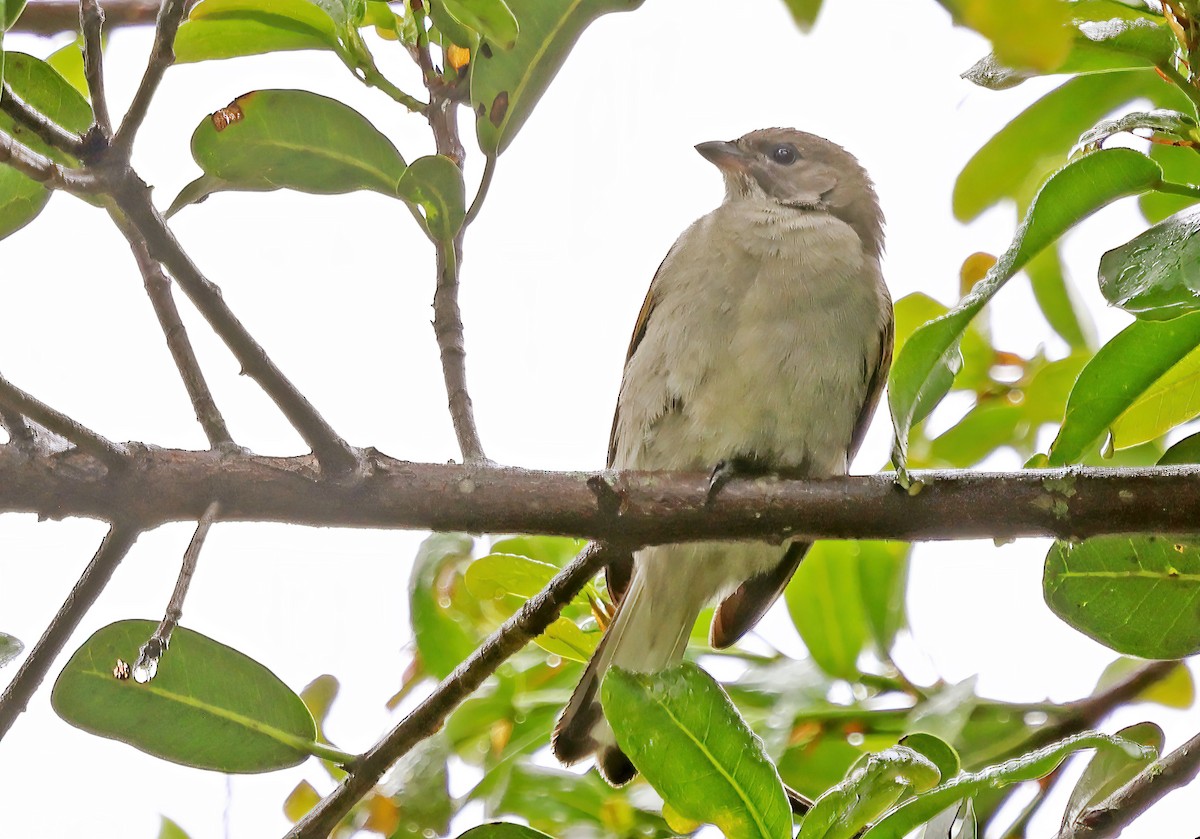 Lesser Honeyguide - ML643601518